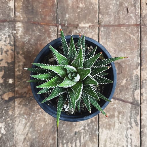 Haworthia Attenuata - Imagen 3